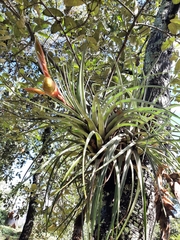 Tillandsia jaliscomonticola