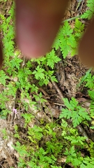Geranium robertianum