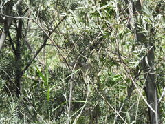 Curruca crassirostris