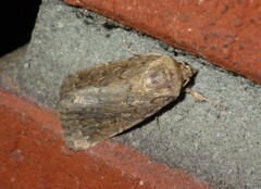 Spodoptera depravata