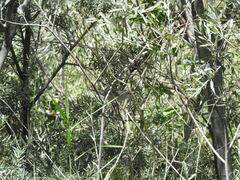 Curruca crassirostris
