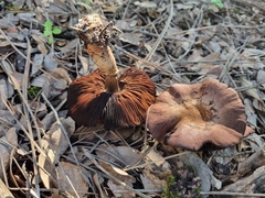 Cortinarius ohlone