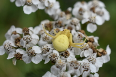 Misumena vatia