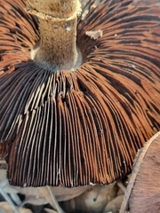 Cortinarius ohlone