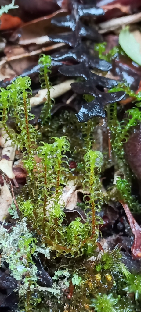 Leptodontium longicaule