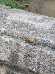 Batocera rufomaculata