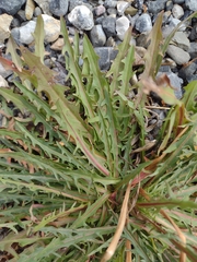 Taraxacum ceratophorum