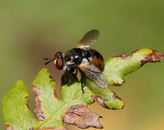 Gymnosoma