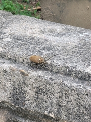 Batocera rufomaculata