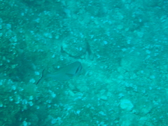 Sparus auratus