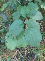 Alnus incana rugosa