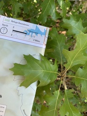 Quercus buckleyi