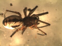 Microlinyphia pusilla