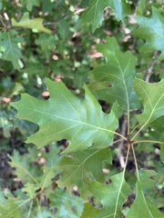 Quercus buckleyi