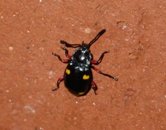 Eumorphus quadriguttatus pulchripes