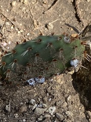 Opuntia macrorhiza