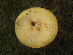 Amanita muscaria guessowii