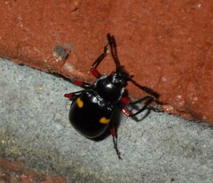 Eumorphus quadriguttatus pulchripes