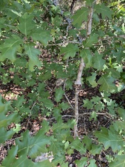 Quercus buckleyi