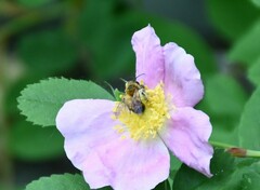 Andrena milwaukeensis