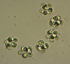 Chlamydocapsa planctonica