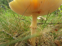 Amanita muscaria guessowii