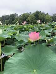 Nelumbo