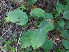 Alnus incana rugosa