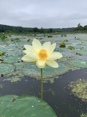 Nelumbo