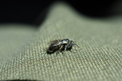 Macrotera