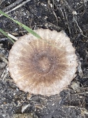 Lepiota rubrotinctoides