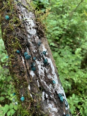Chlorociboria aeruginascens