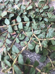 Euphorbia ophthalmica