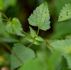Fleischmannia incarnata