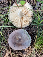 Russula amoenolens