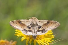 Heliothis viriplaca