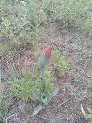 Dichromanthus cinnabarinus