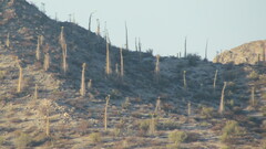 Fouquieria columnaris