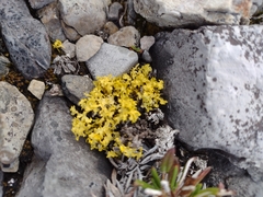 Vulpicida juniperinus