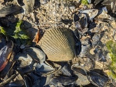 Clinocardium nuttallii