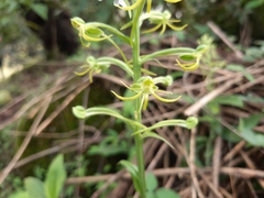 Habenaria novemfida