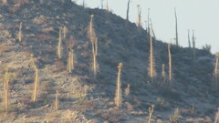 Fouquieria columnaris