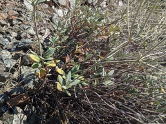 Eriogonum pendulum