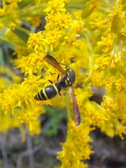Ancistrocerus adiabatus