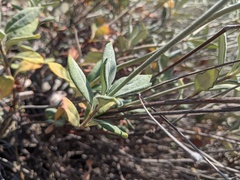 Eriogonum pendulum