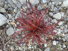 Pedicularis lanata