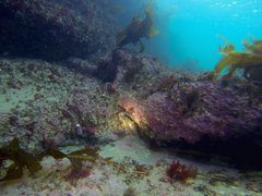 Bovichtus argentinus