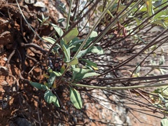 Eriogonum pendulum