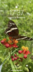 Anartia fatima