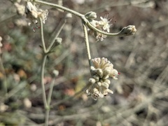 Eriogonum pendulum